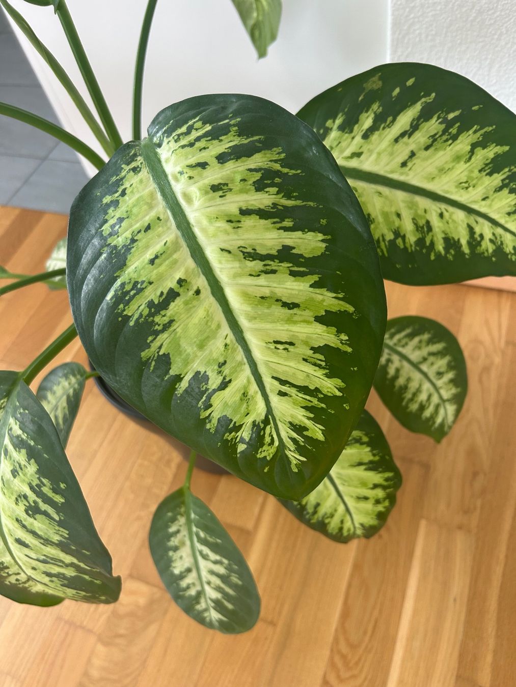 Piante & sementi: Dieffenbachia – Usato da Hunzenschwil venduto da happy07201 1
