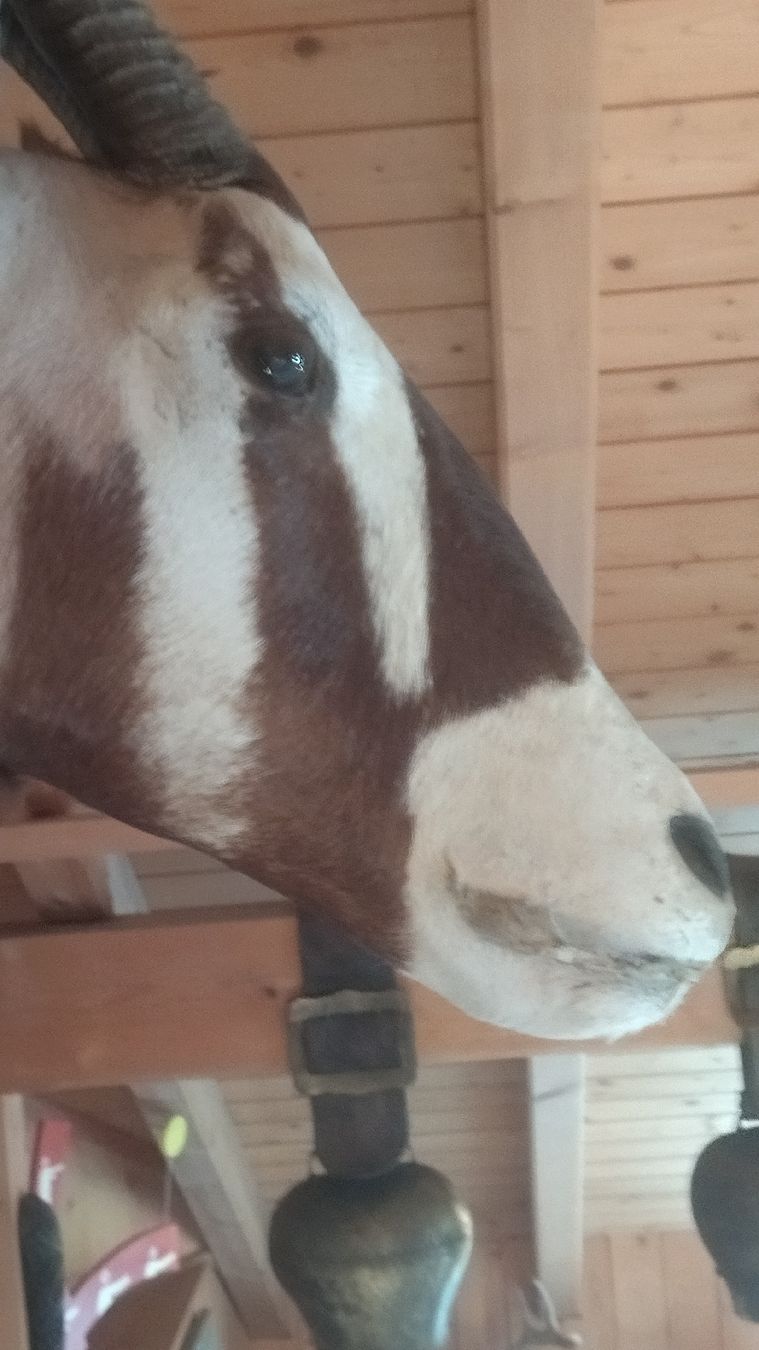 Welt der Tiere: Orix Antilope Jagdtrophäe – Gebraucht aus Zürich von Top-Deal-Schweiz 3