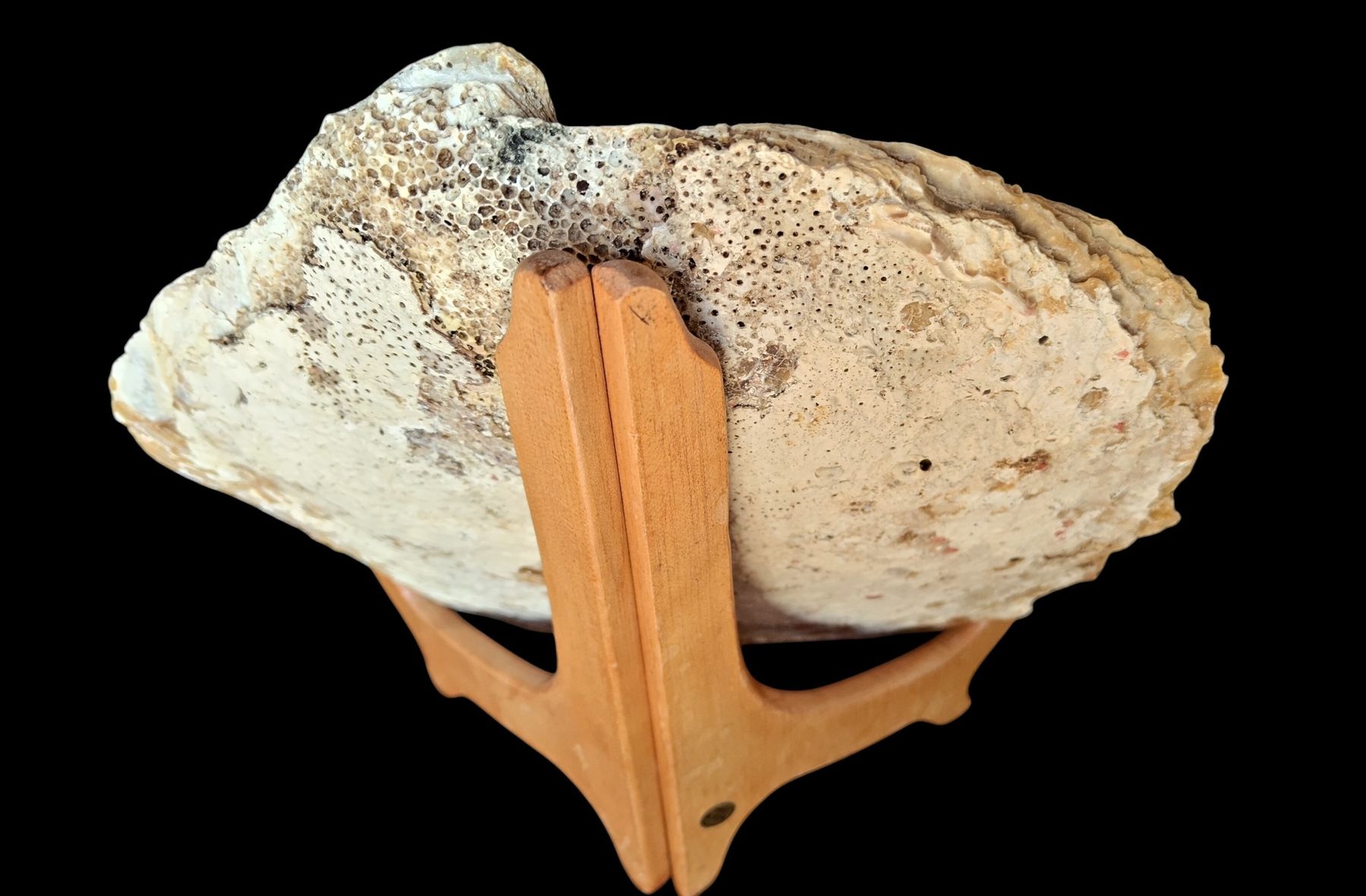 Fossili: Conchiglie di Ostrica Perlifera 2 – Nuovo (secondo la descrizione) da Lugano venduto da fbo_82wg 2