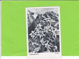 Edelweissblüten