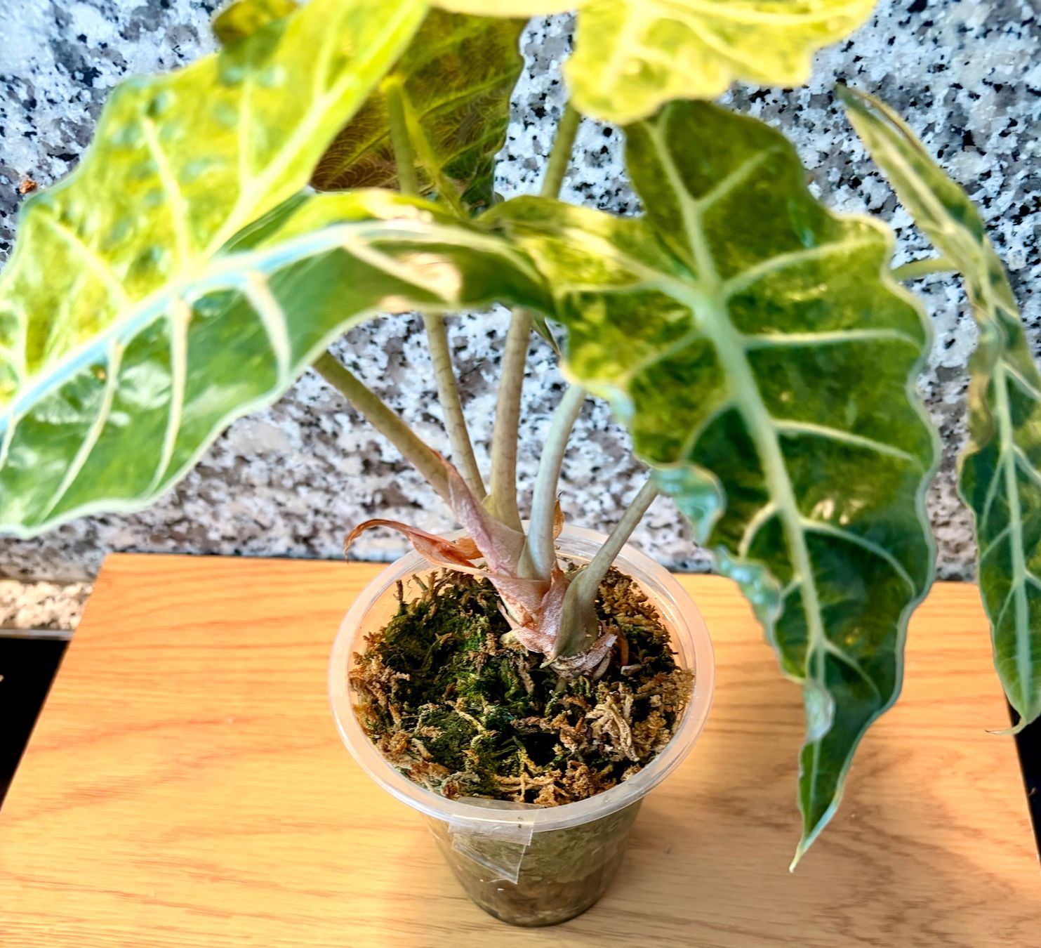 Piante & sementi: Alocasia Polly Aurea – Usato da Kaiseraugst venduto da dka_b97z 2