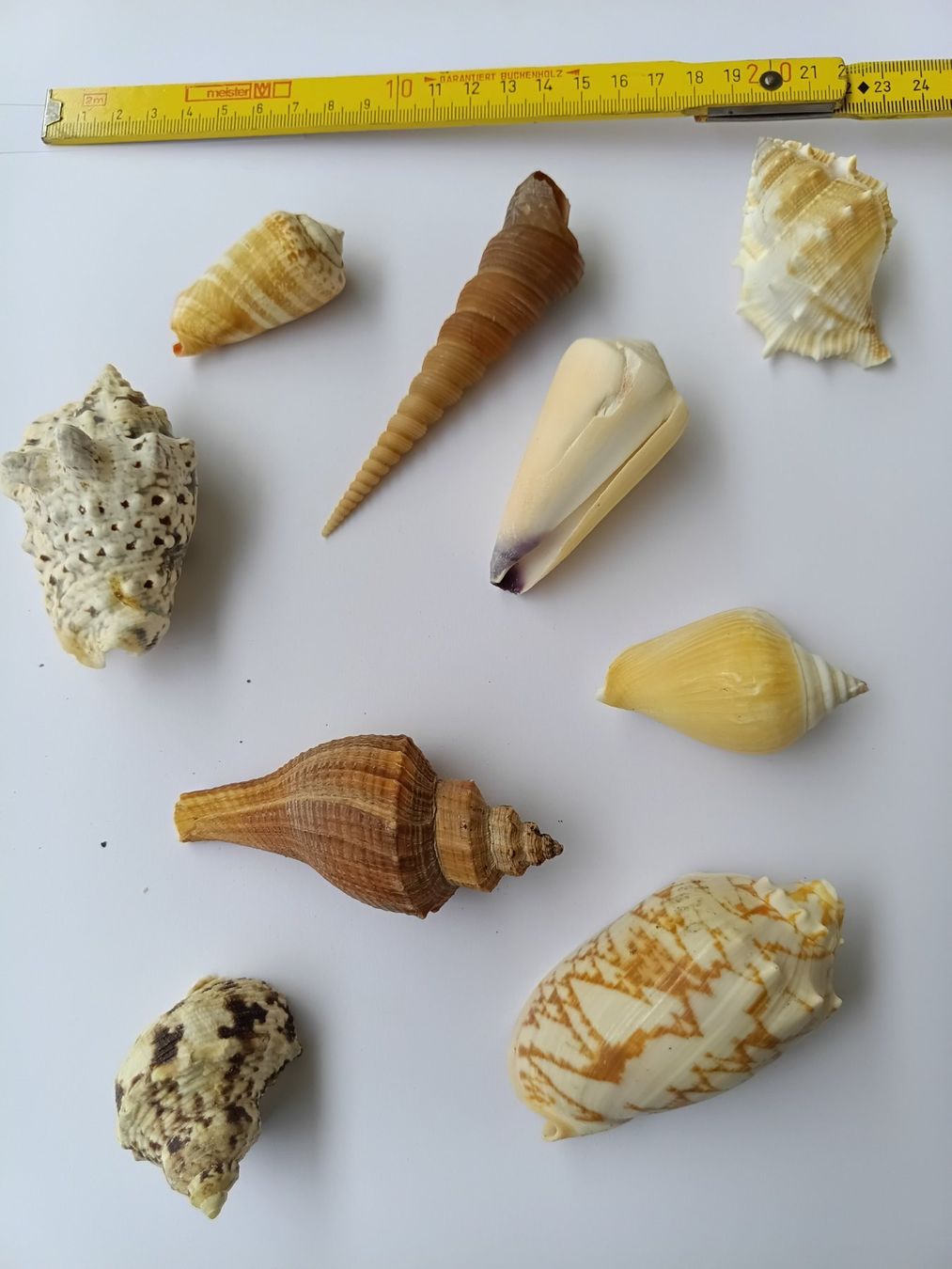 Tutte le decorazioni: Muscheln Konvolut aus Elba – Nuovo e nell'imballaggio originale da Wängi venduto da Ladys_First