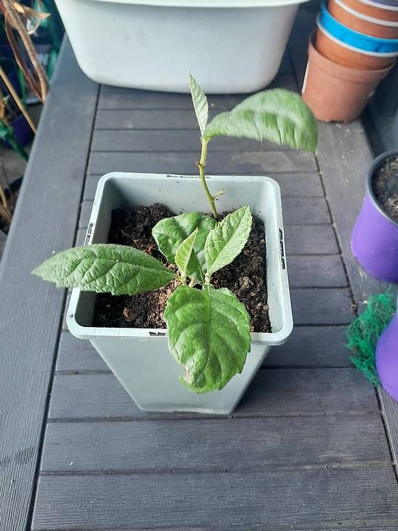Plantes & graines: Schöne Mispel-Setzlinge – Neuf (Voir description) à St.Gallen par Infinity74 1