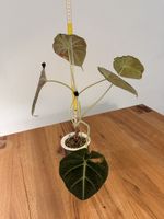Alocasia Black Velvet im SB-Topf
