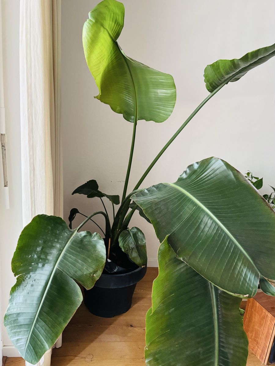Plantes & graines: Strelitzia Nicolai – D'occasion à Zürich par keegstra 3