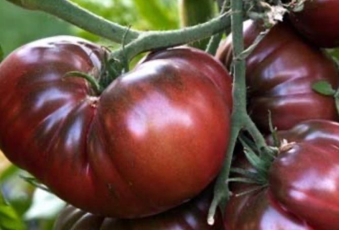 Plantes & graines: “NOIRE DE CRIMÈE”  30 SAMEN TOMATE‪ – Neuf avec emballage d'origine à Rovio par POSITIFFARTandPLANTS 3