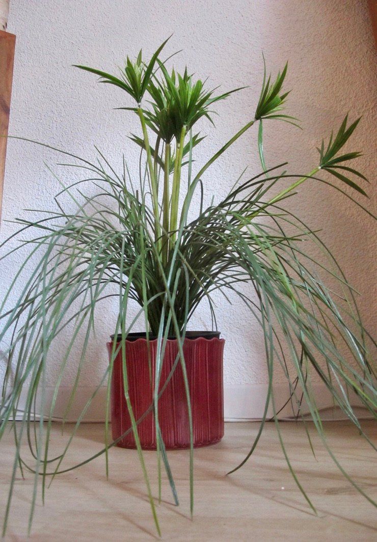Piante & sementi: Kunstpflanze Deko Zyper Gras Bambus mit Cachepot Übertopf – Usato da Wil ZH venduto da Arbolero 2