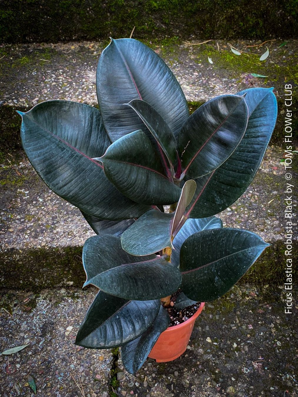 Piante & sementi: Ficus Elastica Robusta Black - "Gothic" schwarzer Gummibaum – Nuovo e nell'imballaggio originale da Adliswil venduto da astom369 6