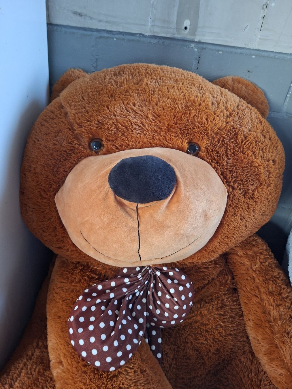 Spielzeuge: Plüschtier Teddybär und Pinguin Set – Gebraucht aus Oberhasli von Cortina 3