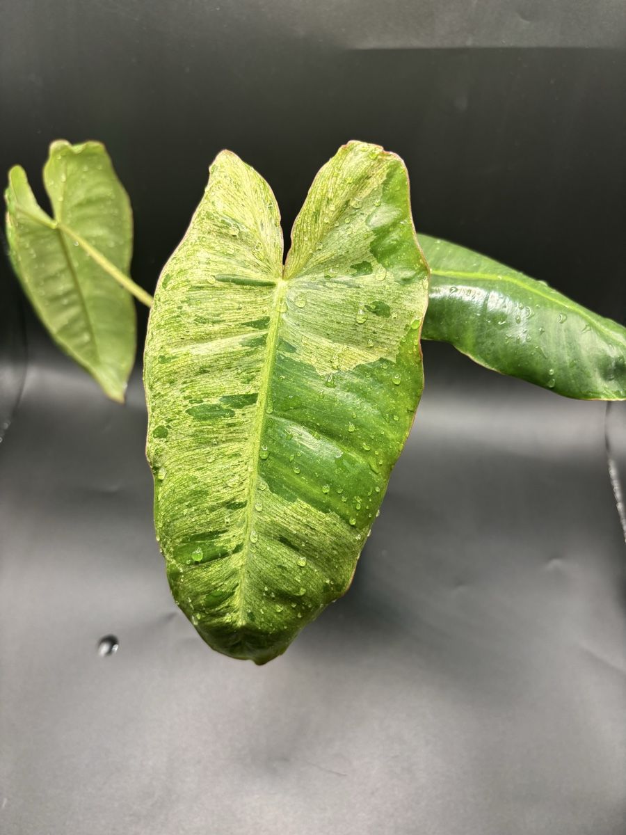 Piante & sementi: Philodendron Paraiso Verde (2-1) – Nuovo e nell'imballaggio originale da Basel venduto da Pink_White