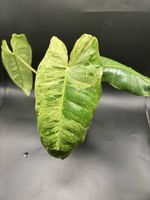 Philodendron Paraiso Verde (2-1)