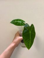 😍 Alocasia Frydek Baby (Nr. 5)