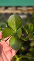 'JUMBO' Geldbaum/ Crassula ovata