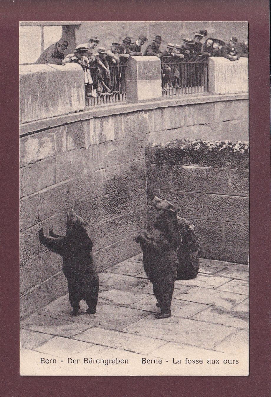 Ansichtskarten: BERN - Bärengraben - 1924 – Gebraucht aus Pully von nicecards