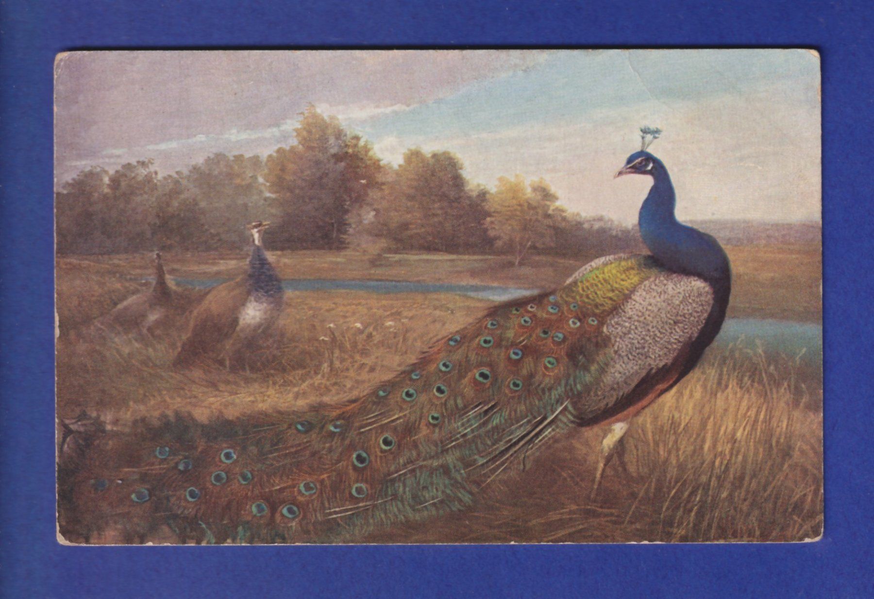 Cartes postales: OISEAU - Paon // pli // – D'occasion à Pully par nicecards-shop