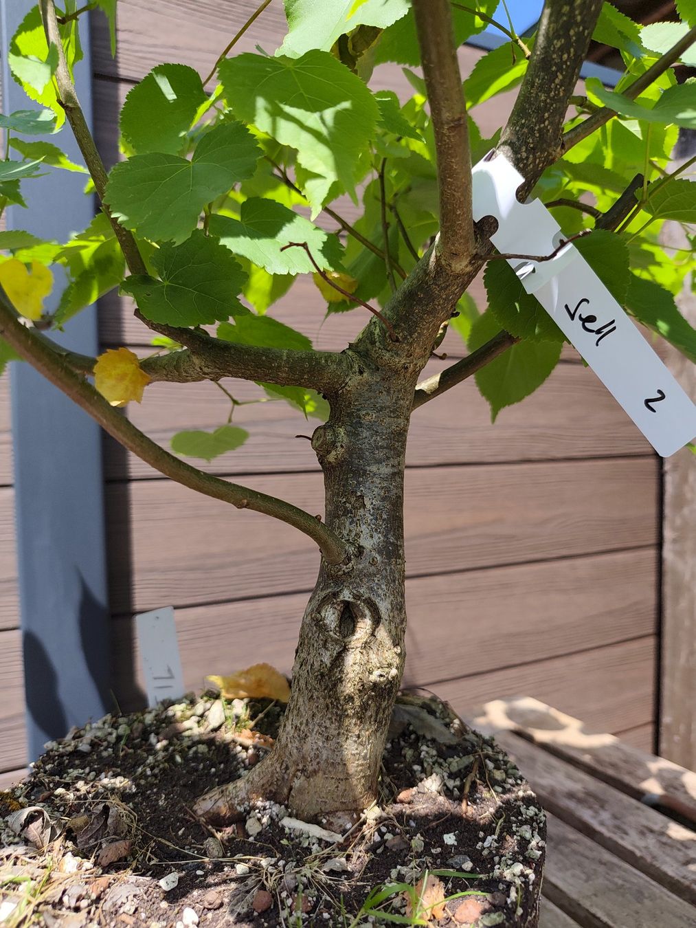 Pflanzen & Samen: Bonsai Rohmaterial Winterlinde #2 – Gebraucht aus Oberwil BL von suaku
