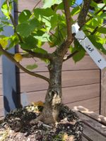 Bonsai Rohmaterial Winterlinde #2