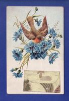 OISEAU - Rouge-Gorge et Fleurs