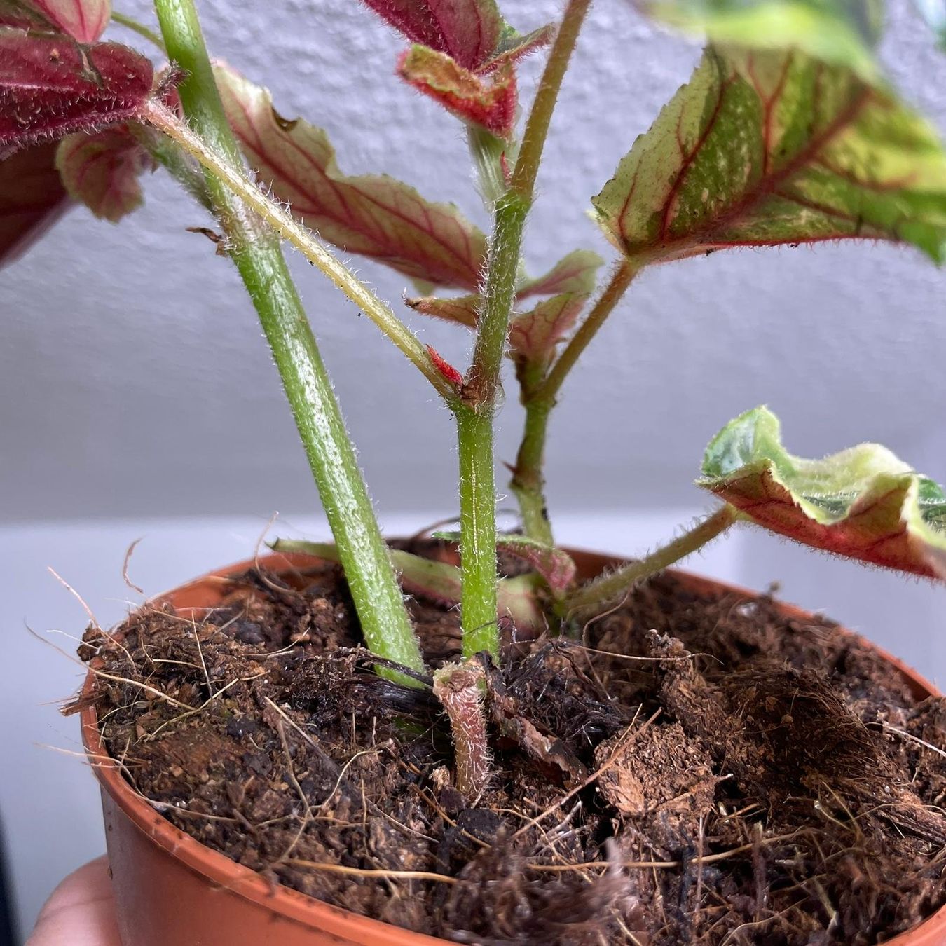 Piante & sementi: Begonia Ginny Galaxy variegata – Usato da Suhr venduto da Planted.by.two 1