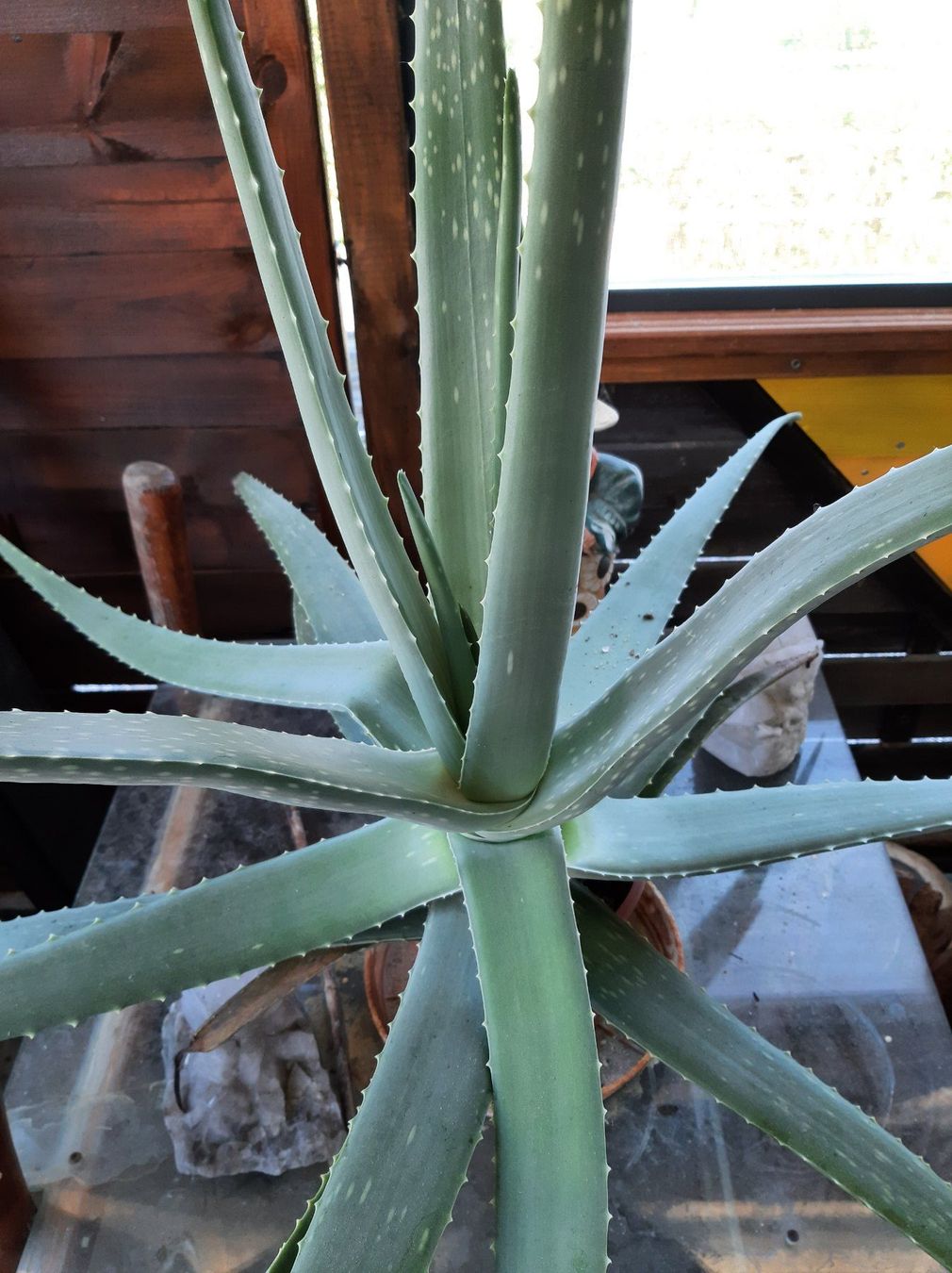 Plantes & graines: ALOE VERA Pflanze – D'occasion à Schlatt TG par Verdi51 1