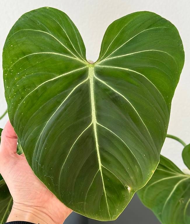 Piante & sementi: Philodendron Gloriosum, Lechuza, 60x60cm – Usato da Aadorf venduto da Arkabraa
