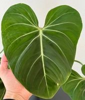 Philodendron Gloriosum, Lechuza, 60x60cm