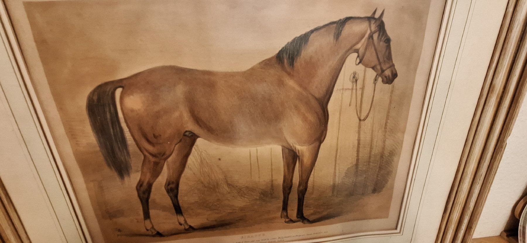 Grafica & Litografie: Seltene Antike Lithografie Pferd gerahmt 1873 – Usato da Mönchaltorf venduto da Joka013 1