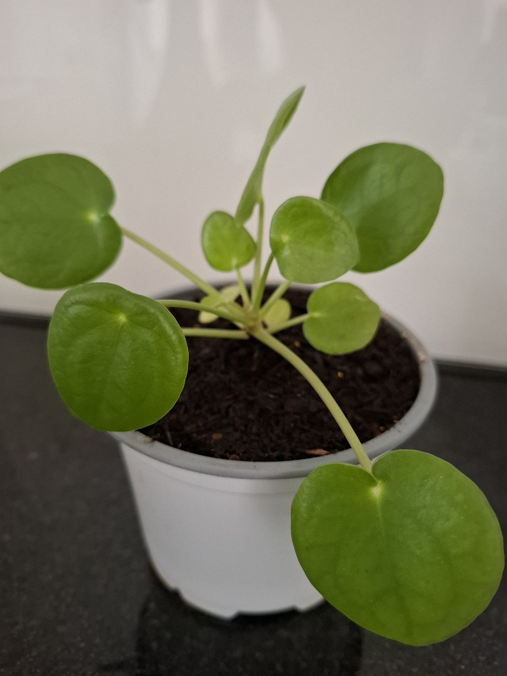 Plantes & graines: Pilea Peperomioides Pflanze – Neuf (Voir description) à Rotkreuz par PrelovedPicks 1