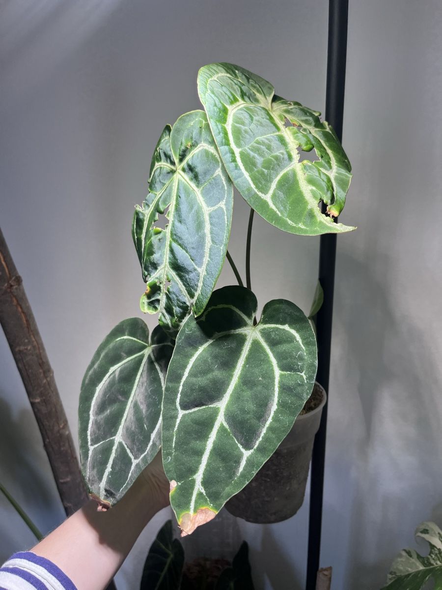 Piante & sementi: Anthurium Crystallinum – Usato da Lugano venduto da The_Botanists 1