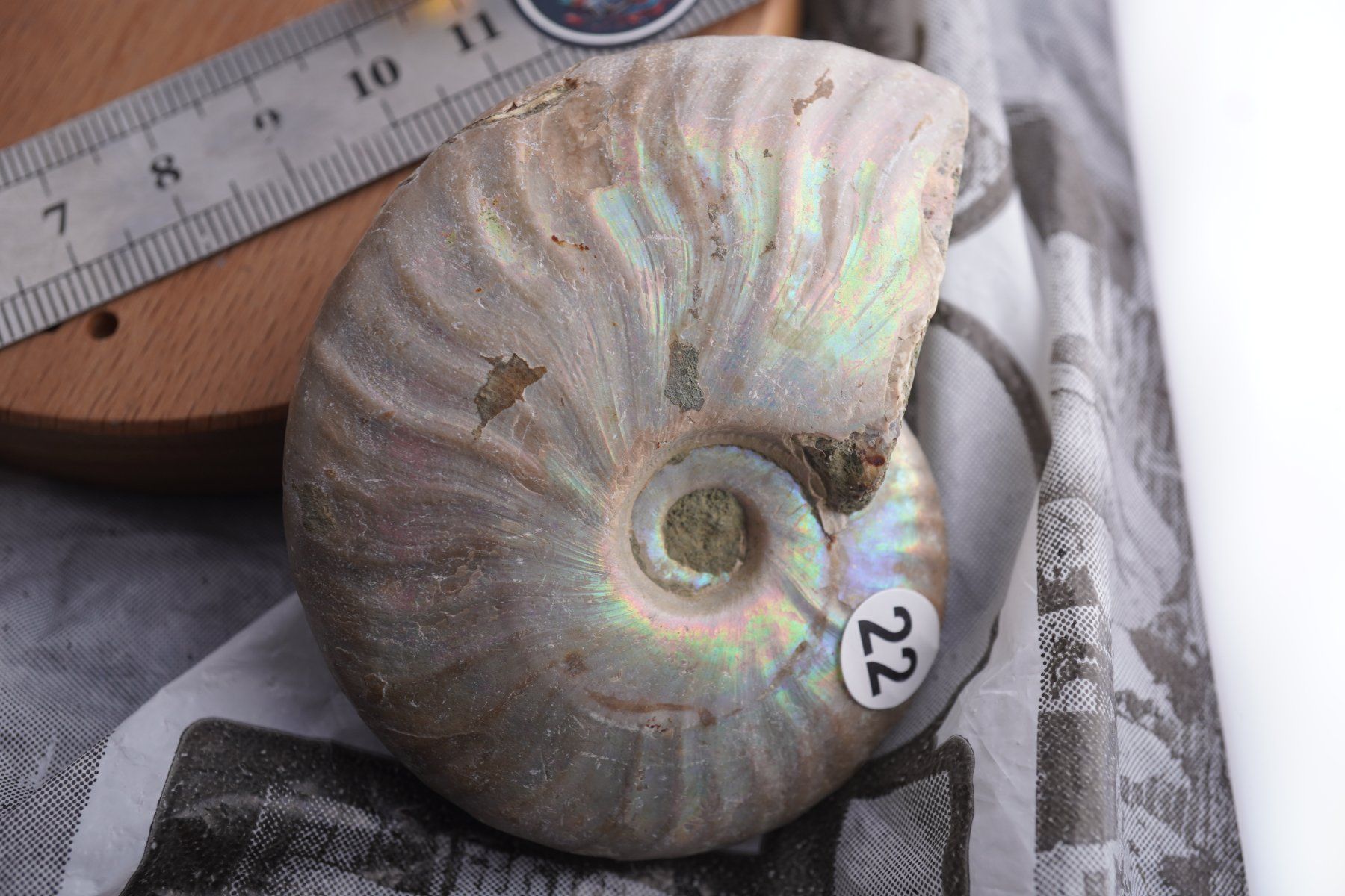 Minéraux & Lithothérapie: Ammonit  Opalisiert   Wunderschön  ca  70mm – Neuf avec emballage d'origine à Eschenbach SG par topstone 7