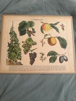 Illustration botanique arbres fruitiers anciens lithographie