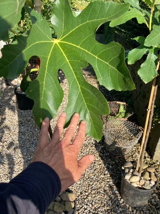 Feigenbaum, Ficus, Feige (Gebraucht) in Uttwil für CHF 79 – nur ...