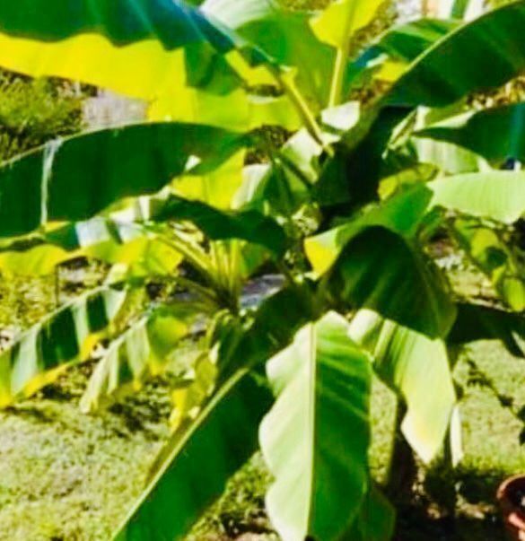 Piante & sementi: 10 SAMEN ECHTE BANANEN PALME – Nuovo e nell'imballaggio originale da Rovio venduto da POSITIFFARTandPLANTS 3