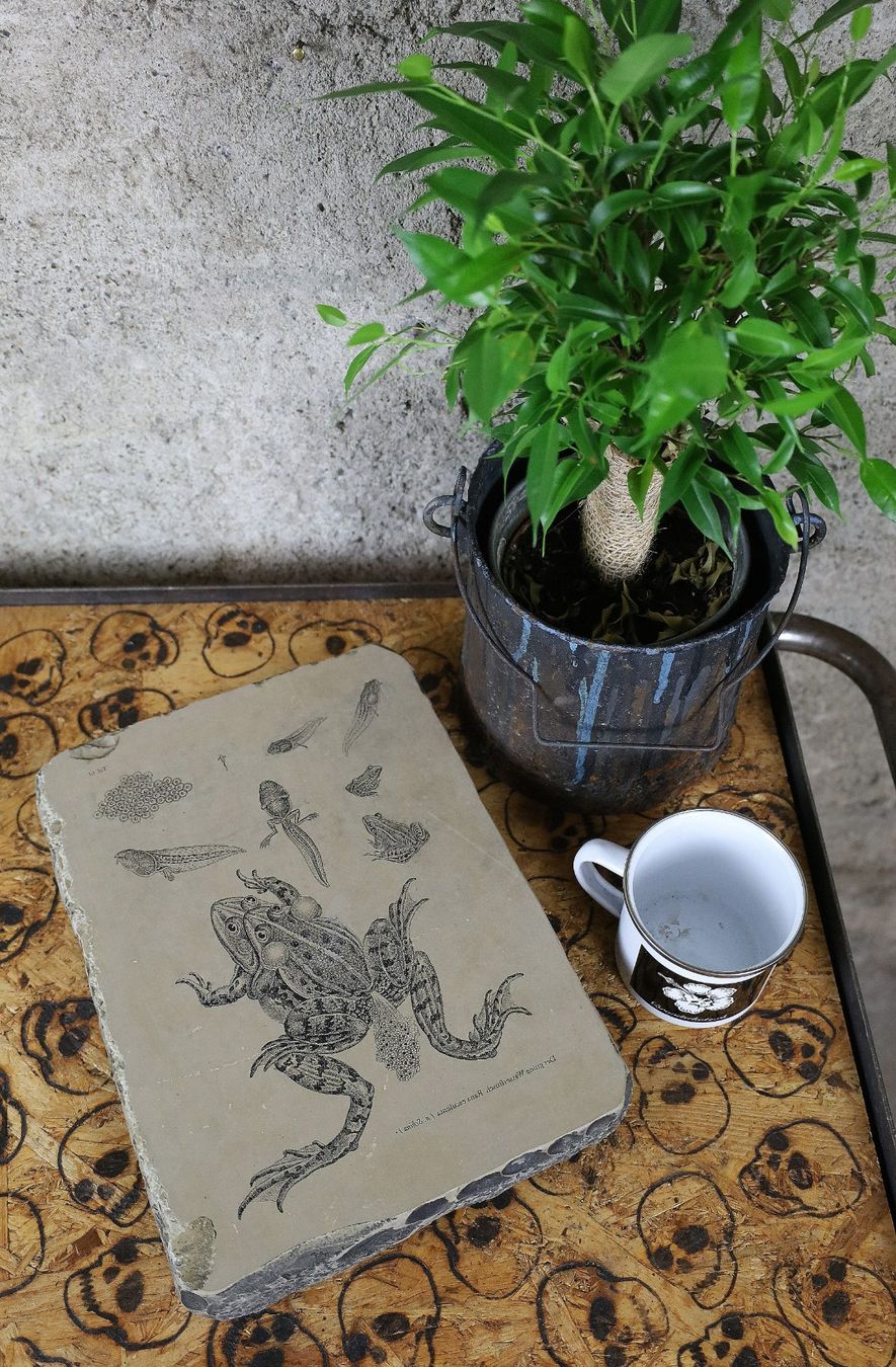 Grafica & Litografie: Lithostein, Lithographie "Frosch, Kaulquappe, Wasserfrosch" – Usato da Birrwil venduto da brandschatz_birrwil 6