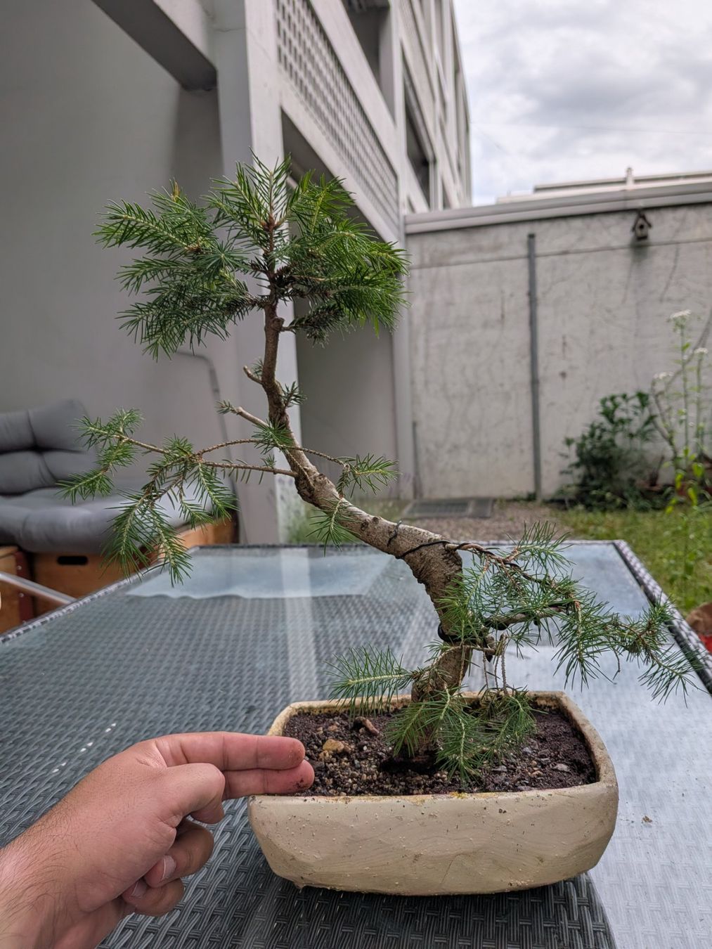 Piante & sementi: Bonsai Tannenbaum – Usato da Bern venduto da Hydrom 1