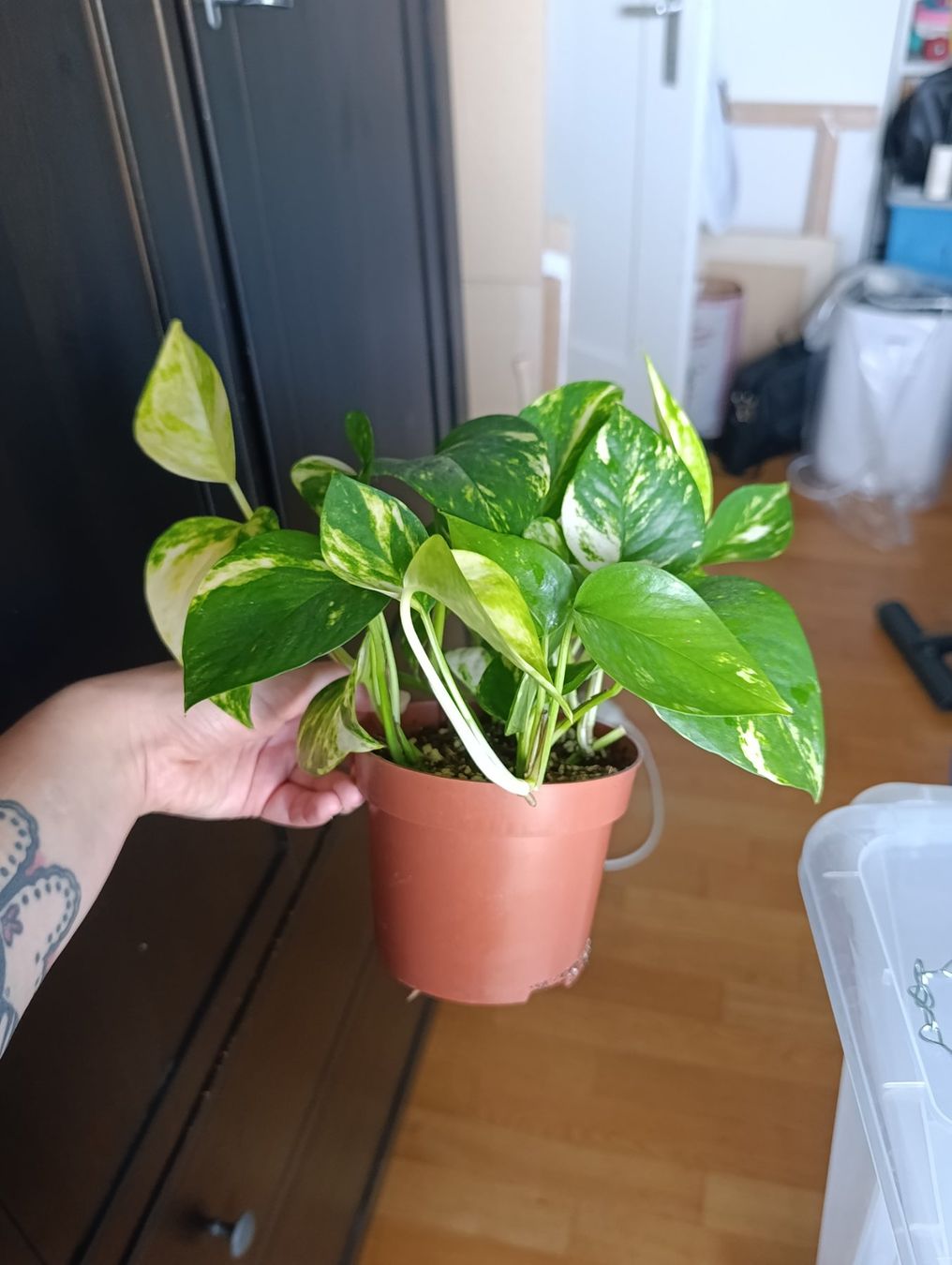 Pflanzen & Samen: Efeutute – Neu (gemäss Beschreibung) aus Baar von L.isa28 1