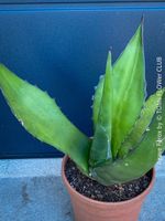 Agave Ferox - bedingt winterhart für Deinen sonnigen Garten