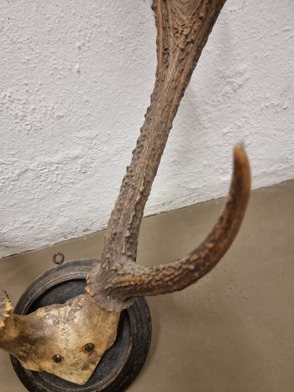 Welt der Tiere: Hirschgeweih auf Holzschild, Wanddekoration, Jagdtrophäe. – Gebraucht aus Olten von Mezopotamya 1
