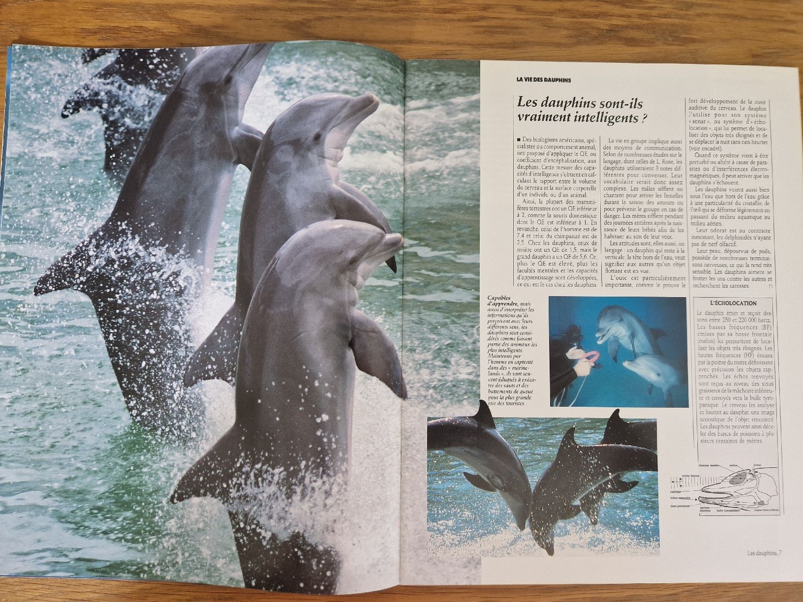 Riviste & Magazine: Vie sauvage - les dauphins – Nuovo (secondo la descrizione) da Villars-sur-Glâne venduto da Agnie80 1