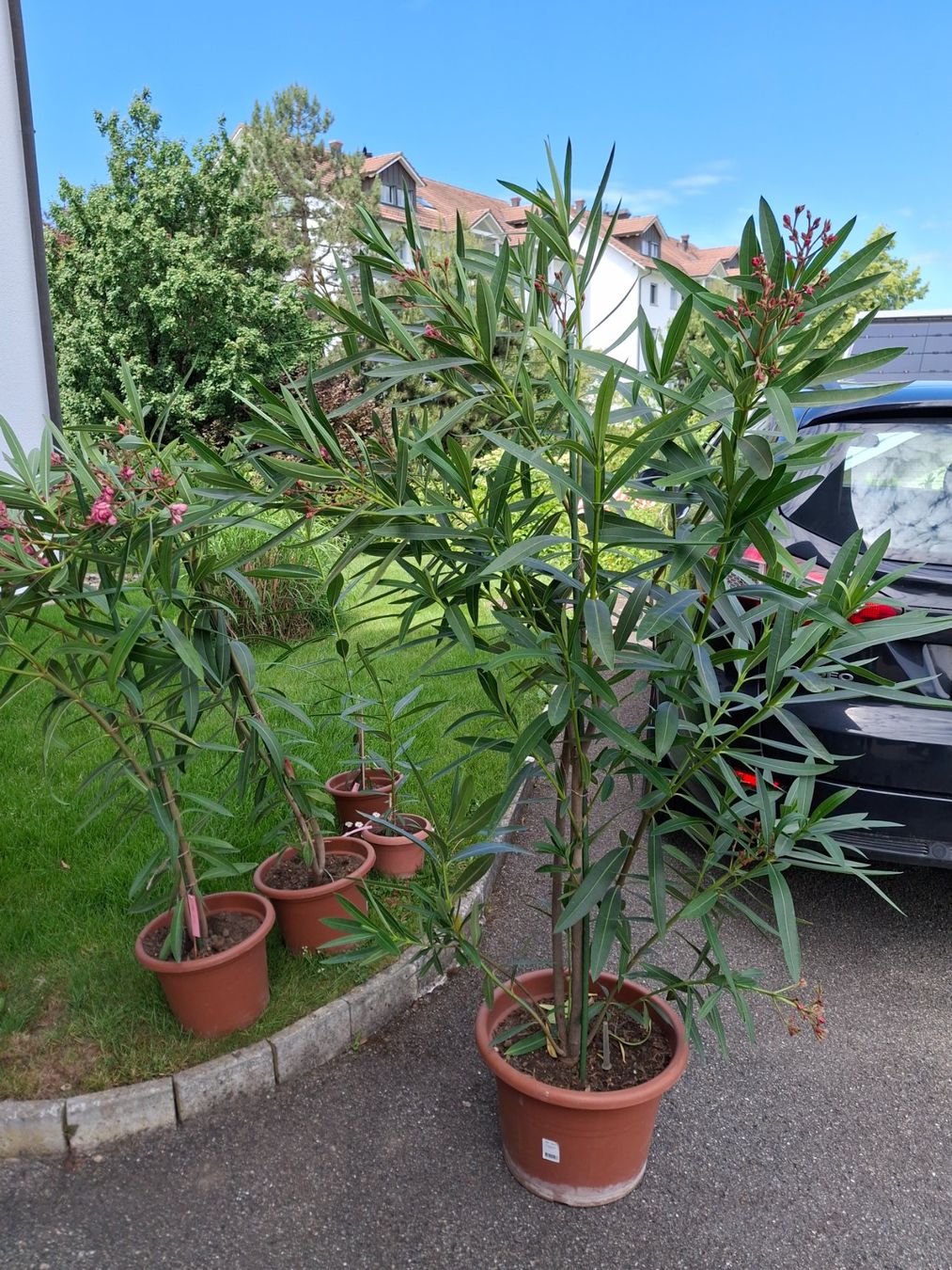 Piante & sementi: Oleanderbaum – Usato da Kirchberg SG venduto da manka74 1
