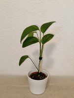 Monstera Gracilis