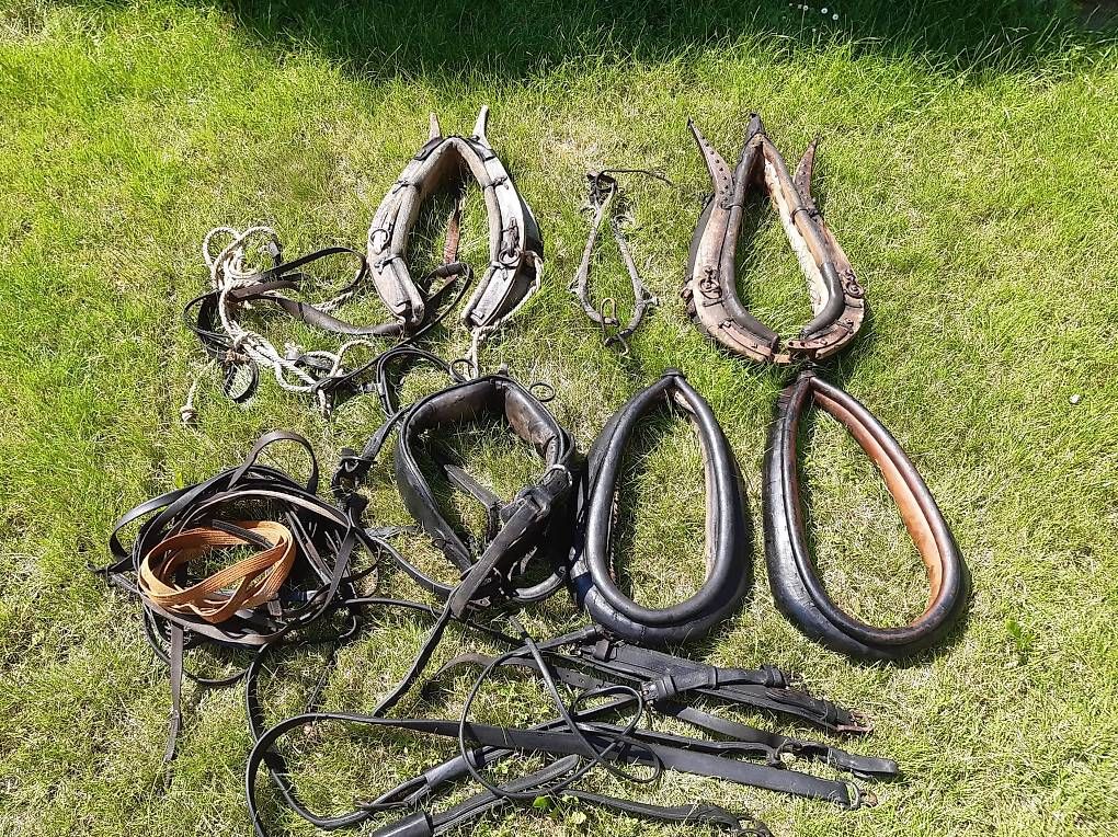 Altro in Accessori per animali: Rossgeschirr – Usato da Winden venduto da gagzi