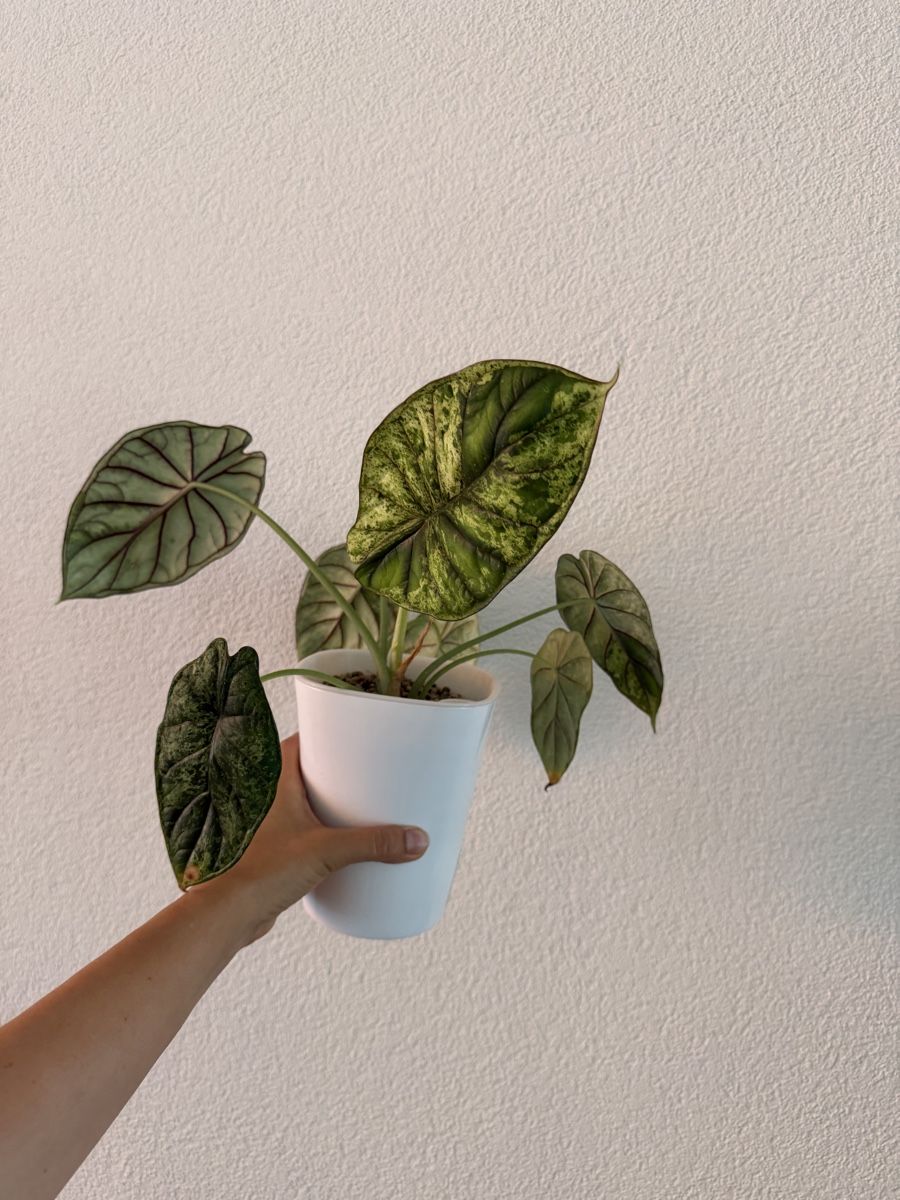Piante & sementi: Grosse Alocasia Dragon Scale Mint im SB-Topf – Usato da Ostermundigen venduto da summy73 5