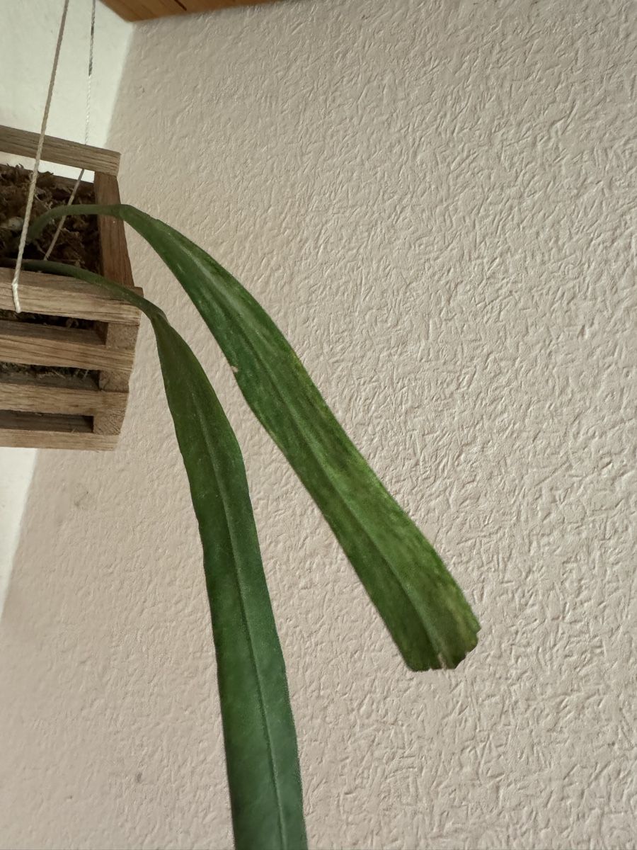 Piante & sementi: Anthurium vittarifolium variegata – Usato da Männedorf venduto da mrclst 2