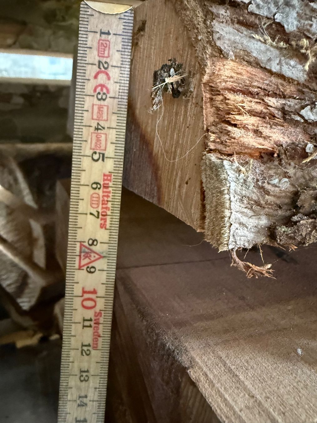 Articoli in legno: Apfelbaum Bretter Stamm – Nuovo (secondo la descrizione) da Holziken venduto da Timbergrizzly 7