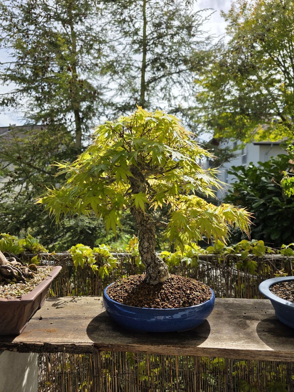 Bonsai "Arakawa" Ahorn (aufgepropft) (Gebraucht) in Oberwangen b. Bern fr  CHF 950  nur Abholung auf Ricardo kaufen