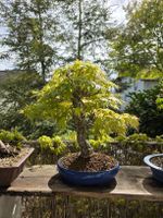 Bonsai "Arakawa" Ahorn (aufgepropft)