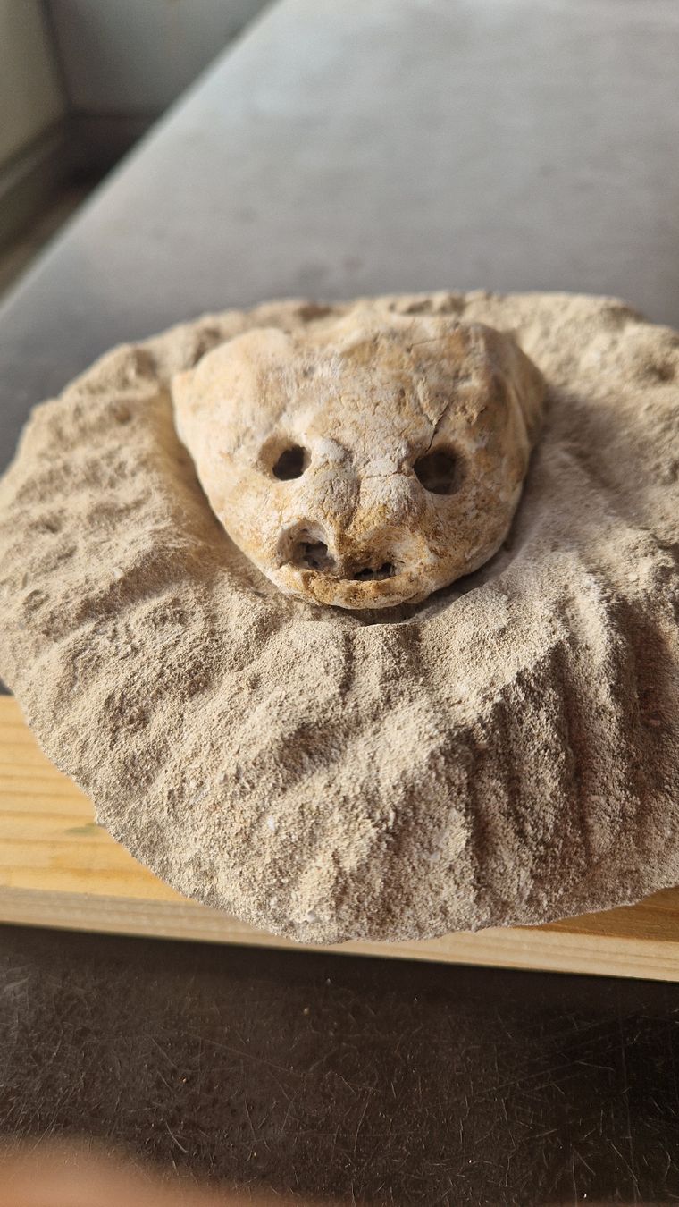 Fossilien: Fossiler Schnappschildkröte – Gebraucht aus Niederhasli von rehauge01 3