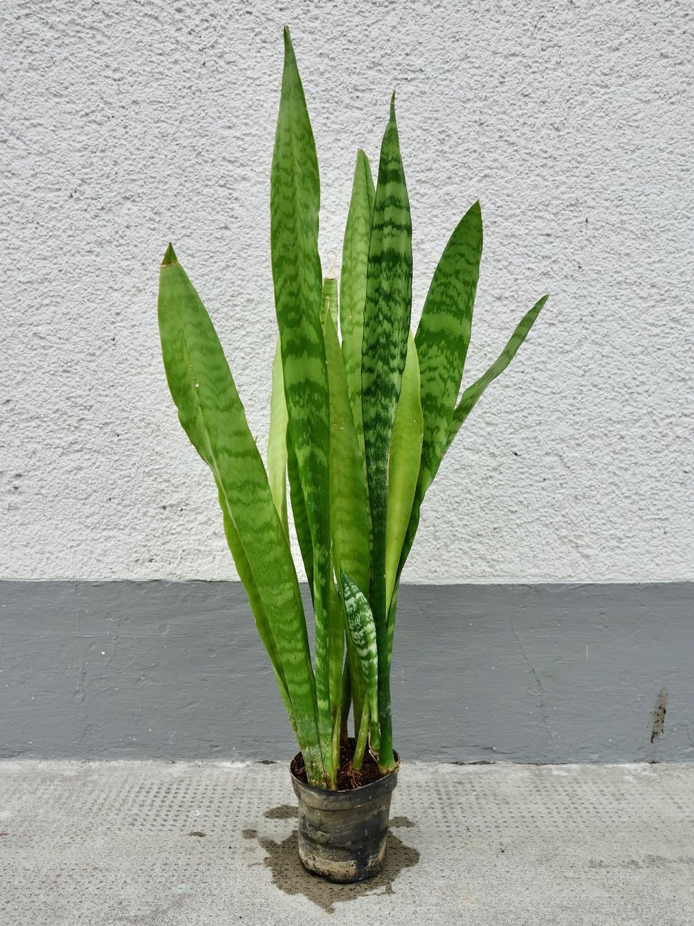 Piante & sementi: Bogenhanf Sansevieria Trifasciata – Nuovo (secondo la descrizione) da Kerzers venduto da zimmergruener 2