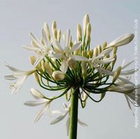 Agapanthus Africanus Dwarf White - weisse Zwerg-Schmucklilie
